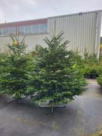 Nordmann kerstbomen, Tuin en Terras, Volle zon, 100 tot 250 cm, Zomer, Overige soorten