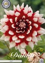 Dahlia Bollen - 3 stuks - Verschillende soorten, Ophalen of Verzenden, Voorjaar, Volle zon, Bloembol
