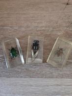 Insecten in hars - set van 3, Antiek en Kunst, Ophalen of Verzenden