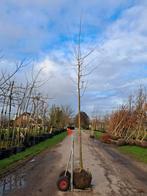 Cercidiphyllum japonicum, katsuraboom 10-12 cm €115,-, In pot, Halfschaduw, 250 tot 400 cm, Zomer