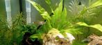 Guppies, Dieren en Toebehoren, Vissen | Aquariumvissen, Vis, Zoetwatervis, Schoolvis