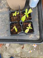 Gratis Grote Kaardebol, Tuin en Terras, Planten | Tuinplanten, Ophalen, Overige soorten, Volle zon