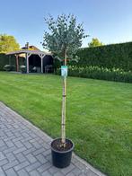 Eucalyptus Azura, Winter, Ophalen of Verzenden, 100 tot 250 cm, Volle zon