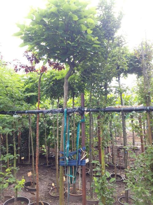 Catalpa bign. Nana  Bol Catalpa 200/220 cm  in pot, Tuin en Terras, Planten | Bomen, Bolboom, 100 tot 250 cm, Volle zon, Bloeit niet