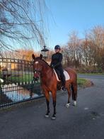 Brave 6-jarige New Forest E-pony te koop, Dieren en Toebehoren, Pony's, E pony (1.48m - 1.57m), Gechipt, Ruin, Dressuurpony