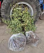 50x beukenhaag 80-100 DIRECT OPHALEN, Ophalen of Verzenden, Volle zon