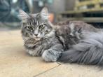 Lieve Maine Coon poes “Fien” zoekt een nieuw thuis!, Dieren en Toebehoren, Poes