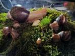 Slakken., Overige soorten, 0 tot 2 jaar