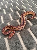 1.0 Ball Python (Python Regius) NK2025, Slang, 0 tot 2 jaar