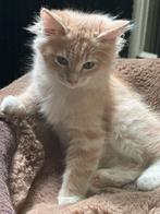 Prachtig raszuiver Siberische kitten, Kater, Gechipt, 0 tot 2 jaar