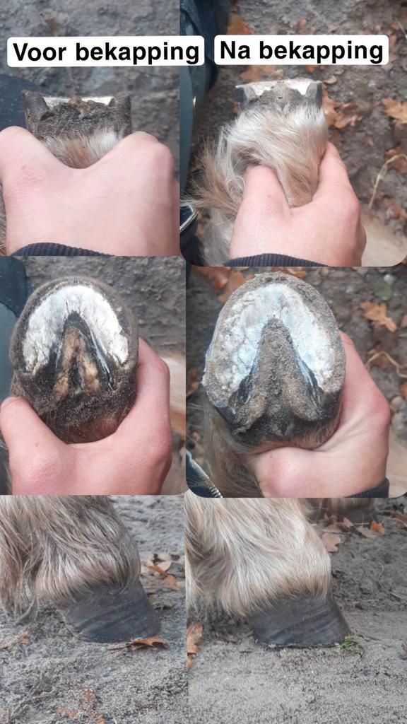 Bekapper aangeboden, Dieren en Toebehoren, Paarden en Pony's | Overige Paardenspullen, Nieuw, Overige soorten, Ophalen