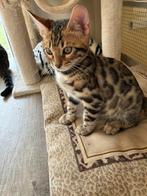 Raszuivere bengaalse kittens met stamboom, Dieren en Toebehoren, Katten en Kittens | Raskatten | Korthaar, Meerdere dieren, Gechipt