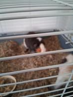 cavia's, Cavia, Mannelijk, Mei, Tam