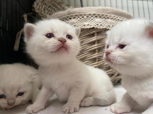Prachtige britse korthaar kittens, Dieren en Toebehoren, Katten en Kittens | Raskatten | Langhaar, Gechipt, Ontwormd, Ingeënt