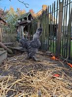 Gratis Zijdehoen haantje, Dieren en Toebehoren, Pluimvee, Mannelijk, Kip