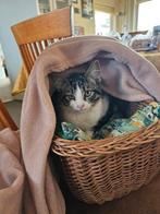 Jonge kater/poes, Dieren en Toebehoren, Katten en Kittens | Overige Katten, Kater
