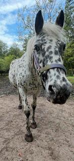 Appaloosa zoekt thuis!, Dieren en Toebehoren, Paarden, Merrie, Recreatiepaard