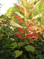 Volgend jaar ook zulke mooie kleuren in uw tuin?, Vaste plant, Halfschaduw, Zomer, Ophalen