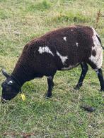 4 drachtige bonte schapen stamboek geregistreerd, Dieren en Toebehoren, Vrouwelijk, Schaap