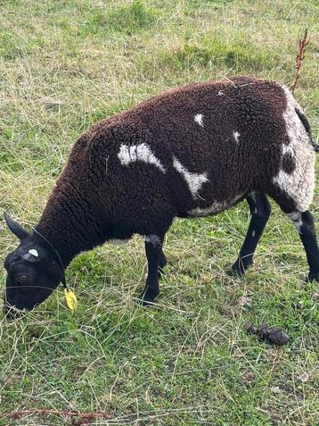 4 drachtige bonte schapen stamboek geregistreerd beschikbaar voor biedingen