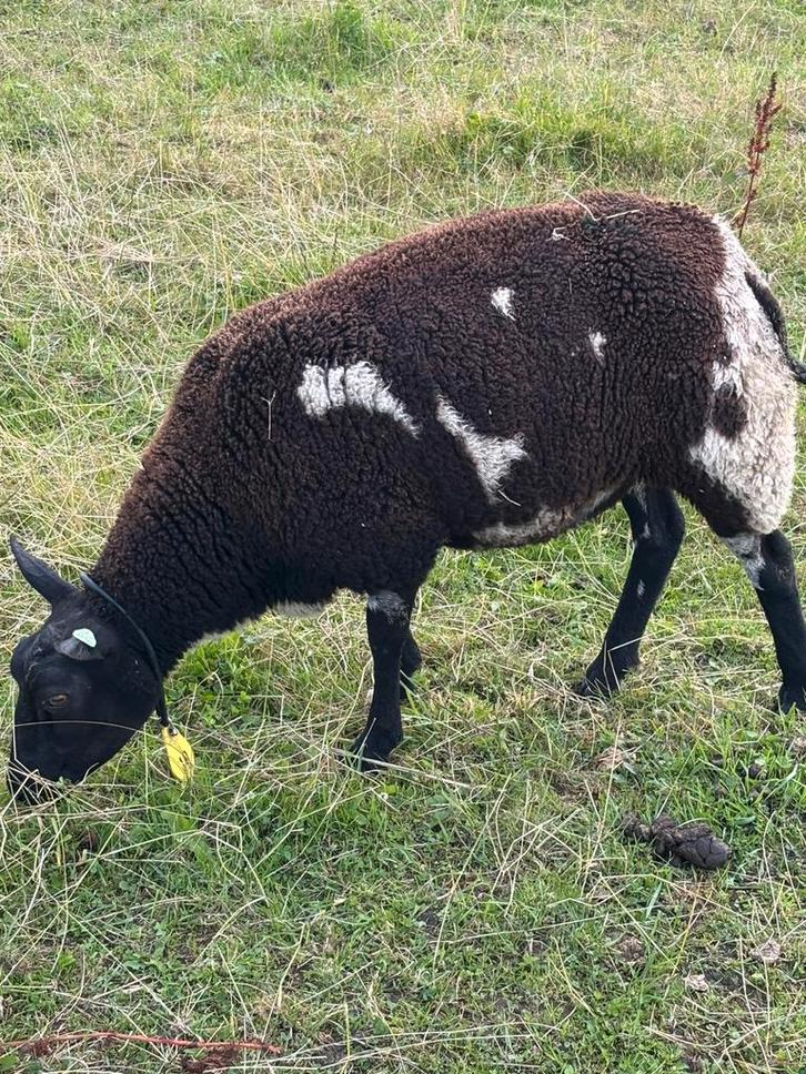 4 drachtige bonte schapen stamboek geregistreerd, Dieren en Toebehoren, Schapen, Geiten en Varkens, Schaap, Vrouwelijk