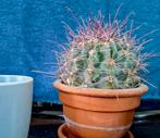 Cactussen, Huis en Inrichting, Kamerplanten, Ophalen, Minder dan 100 cm, Volle zon, In pot