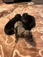 Mooie chiwawa pups, Dieren en Toebehoren, Overige rassen, CDV (hondenziekte), 8 tot 15 weken, Meerdere