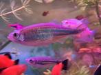 Vissen. 1x Tropische Vis Soort Danio., Dieren en Toebehoren, Vis, Zoetwatervis