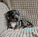 Super Lieve Jack russell pups, Dieren en Toebehoren, Overige rassen, 8 tot 15 weken, Teef, CDV (hondenziekte)