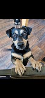 Jack russel, 6 jaar of ouder, Jack Russell Terriër, Teef, Meerdere