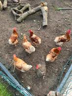 6 barnevelders 2 amrok 1 goldencomet, Dieren en Toebehoren, Pluimvee, Vrouwelijk, Kip