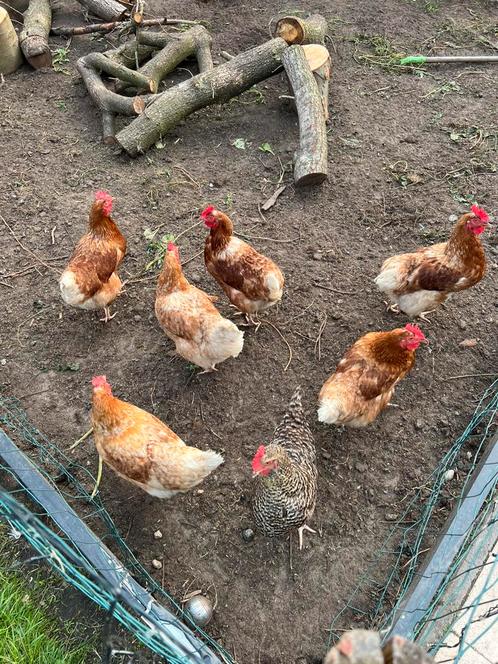 6 barnevelders 2 amrok 1 goldencomet, Dieren en Toebehoren, Pluimvee, Kip, Vrouwelijk