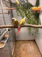 Jonge phyrura’s, Dieren en Toebehoren, Meerdere dieren, Parkiet