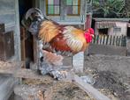 Goed tehuis gezocht, Dieren en Toebehoren, Mannelijk, Kip
