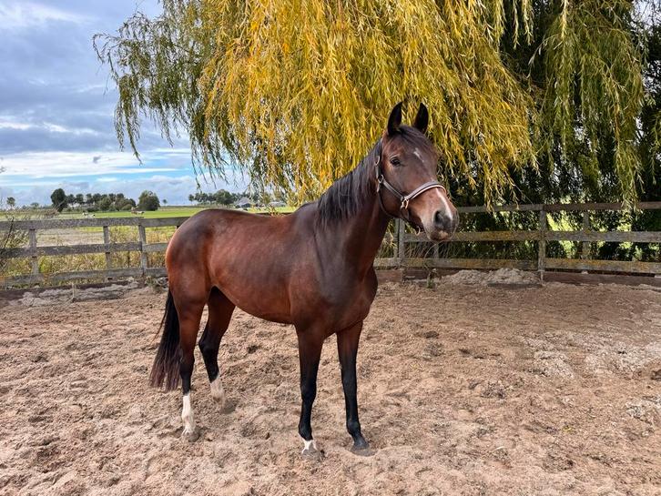 Toekomstig sportpaard Kwpn merrie Daily diamond x Carthino z, Dieren en Toebehoren, Paarden, Merrie, Onbeleerd, 160 tot 165 cm