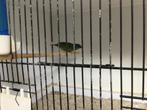 Pop driekleur papegaaiamadine, Dieren en Toebehoren, Vrouwelijk, Tropenvogel, Geringd