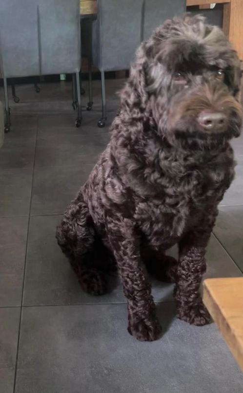 Herplaatser grote bruine Labradoodle reu., Dieren en Toebehoren, Honden | Retrievers, Spaniëls en Waterhonden, Reu, Overige rassen