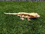 1.0 Wimpergekko bewezen kweekman Lilly White 2019, Hagedis, Tam, 3 tot 6 jaar