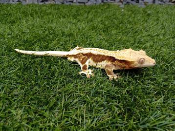 1.0 Wimpergekko bewezen kweekman Lilly White 2019 beschikbaar voor biedingen