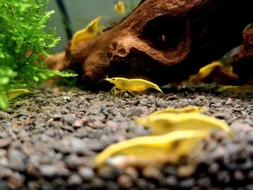 Neocaridina yellow neon backline  beschikbaar voor biedingen