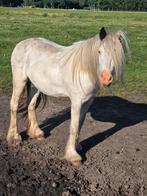 Te koop meerdere ponies, Dieren en Toebehoren, Ruin, Niet van toepassing, Gechipt, B pony (1.17m tot 1.27m)