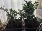 2 potten met meerdere ZZ Zamioculcas Zamiifolia planten, Ophalen, Vetplant, Halfschaduw, In pot