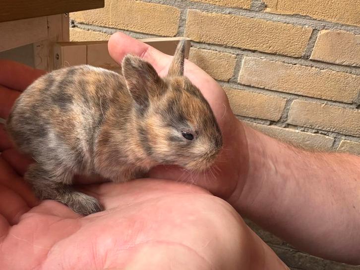 Nog 3 Schattig konijnen rex/konijn moeten nu weg!!, Dieren en Toebehoren, Konijnen, Middelgroot, Geslacht onbekend, 0 tot 2 jaar