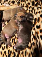 American bully XL pups, Parvo, Overige rassen, 8 tot 15 weken, Meerdere