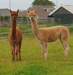 Alpaca merries 2 jaar, Dieren en Toebehoren, Overige Dieren, Vrouwelijk, Voor 1 juli 2024