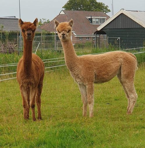 Alpaca merries 2 jaar, Dieren en Toebehoren, Overige Dieren, Vrouwelijk, Voor 1 juli 2024