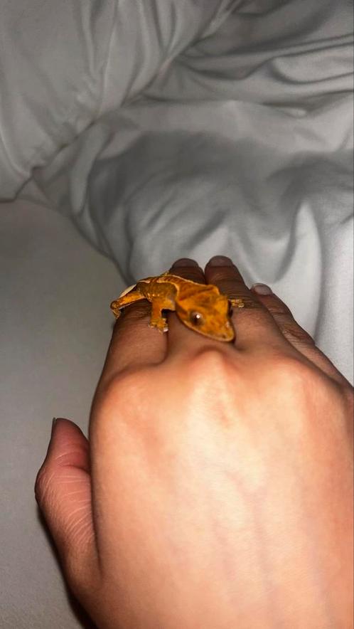 Wimper gekko inclusief terrarium, Dieren en Toebehoren, Reptielen en Amfibieën, Hagedis, 0 tot 2 jaar, Met terrarium