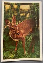 Vakantie-, Kamphuis, ‘t Veluwehart ,Garderen, Verzamelen, Ophalen of Verzenden, 1960 tot 1980