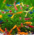 Gezocht! Neo caridina garnaaltjes voor in het aquarium, Dieren en Toebehoren, Vissen | Aquariumvissen, Kreeft, Krab of Garnaal