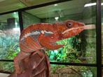 Panter kameleon  / furcifer pardalis ambilobe red bar, Hagedis, 0 tot 2 jaar